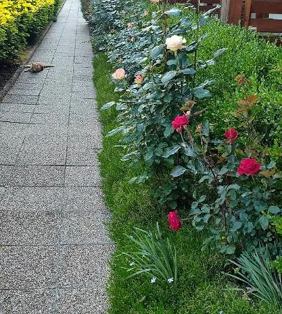 Aurora Haz * Zalakaros